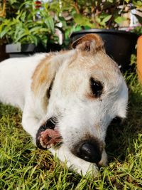 Close-up of a dog on field