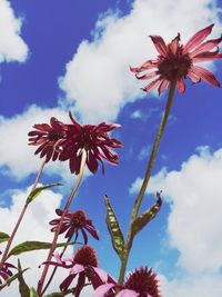 Low angle view of flowers against sky