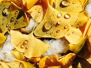 Close-up of leaves