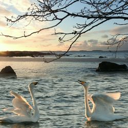 Swans swimming in sea against sky