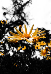 Close-up of yellow flowering plant against sky