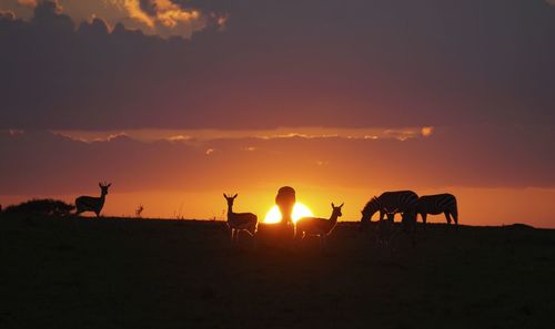 Silhouette deer and zebras on field against sky during sunset