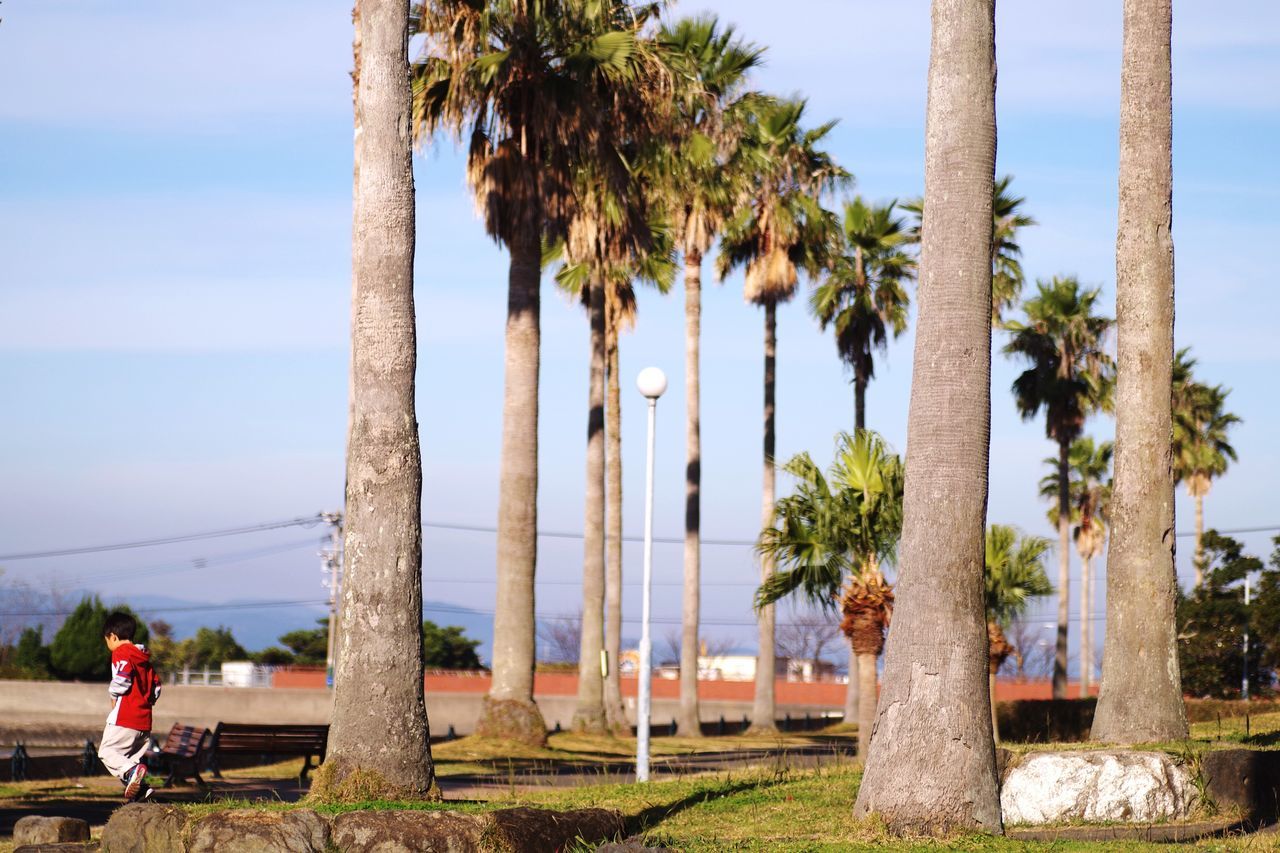 palm tree, tree, tree trunk, sea, growth, sky, nature, beauty in nature, day, real people, outdoors, clear sky, architecture, built structure, scenics, water, beach, horizon over water