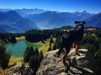 Dog standing on mountain against blue sky