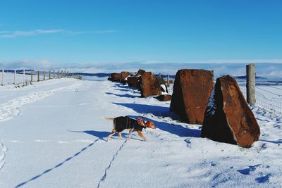 Dog on snow covered landscape against sky