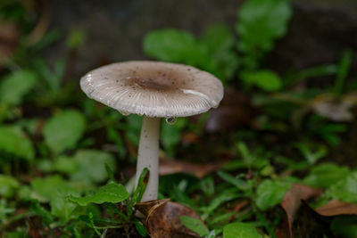 mushroom