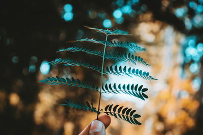 Close-up of hand holding plant