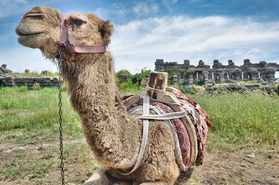 Camel on field against the sky