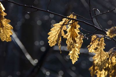 Close-up of leaves against blurred background