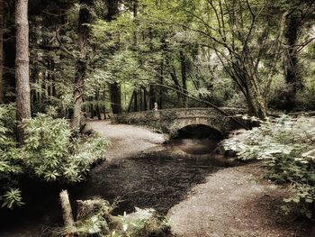 Footpath amidst trees in forest