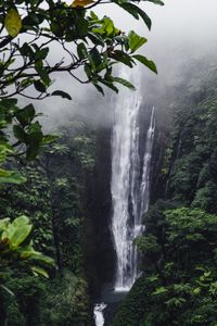 Scenic view of waterfall in forest