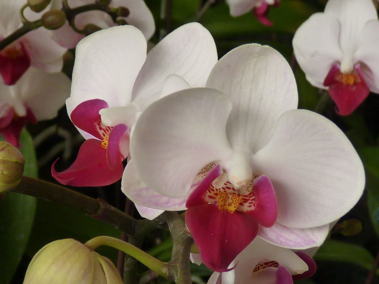 CLOSE-UP OF FRESH PINK ORCHID FLOWERS IN BLOOM