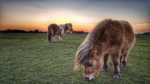 Horse grazing on grassy field