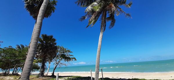 Palm trees on beach against sky