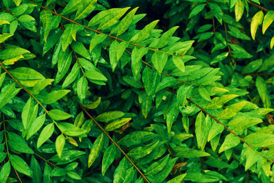 green