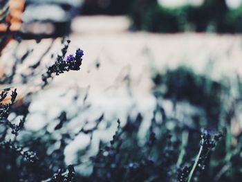 Close-up of purple flowering plant