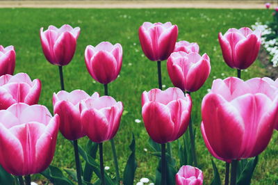 Close-up of pink tulips blooming in park