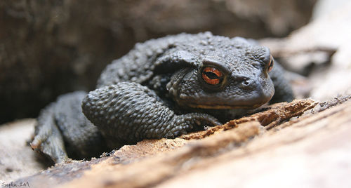 Close-up of frog on rock