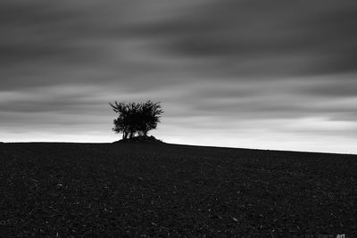 Tree on field against sky