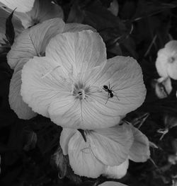 Close-up of insect on hibiscus blooming outdoors