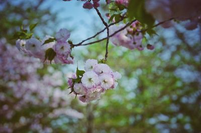 Low angle view of pink flowers blooming on tree