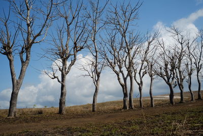 Bare trees on field against sky