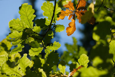 Close-up of flowering plant