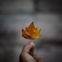 Close-up of hand holding maple leaf