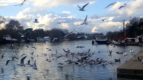 Birds flying over lake