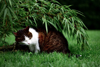 Cat lying on grass
