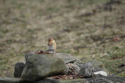 Squirrel eating food while sitting on rock