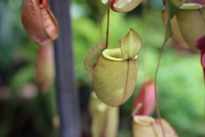 Close-up of flowering plant