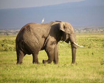 One elephant on the grass in amboseli park