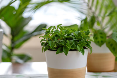 Close-up of potted plant on table