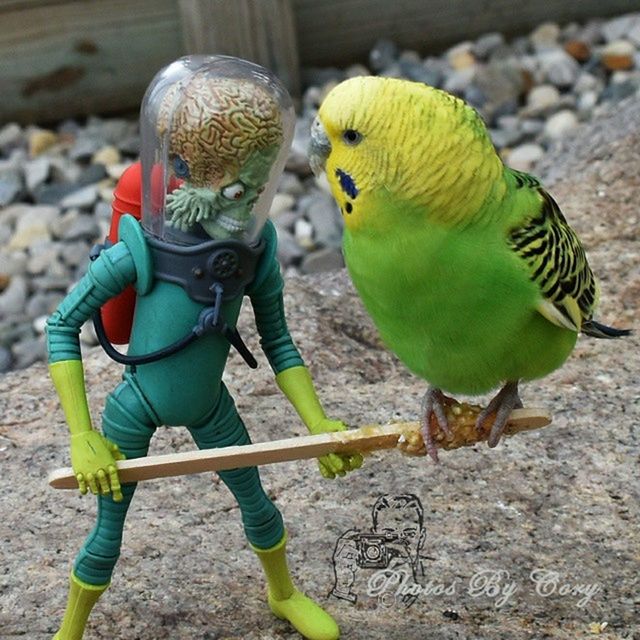 animal themes, animals in the wild, bird, one animal, wildlife, full length, parrot, focus on foreground, two animals, multi colored, perching, close-up, beak, day, outdoors, nature, no people, side view, sunlight, yellow