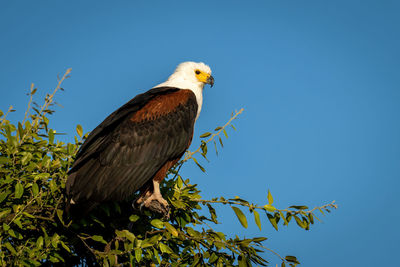 Low angle view of eagle perching on tree against clear sky