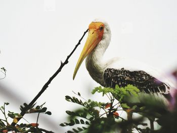 Low angle view of painted stork perching on tree against clear sky