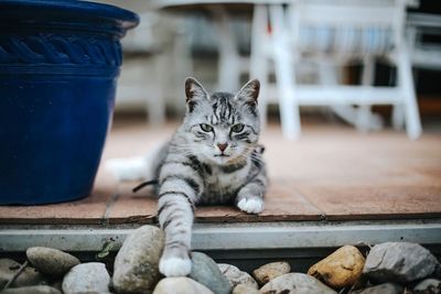 Portrait of cat sitting on walkway by stones