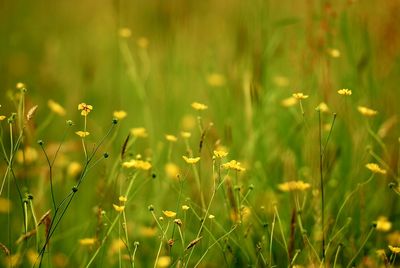 Close-up of plant growing on field