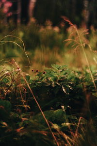 Close-up of grass growing on field