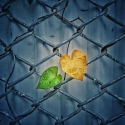 Close-up of heart shape fruit on metal