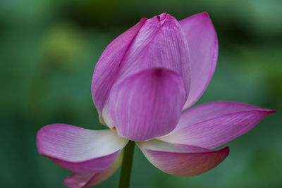 Close-up of pink water lily