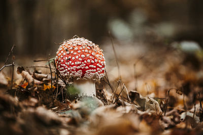 Close-up of mushroom on field