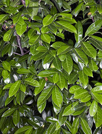 Full frame shot of green leaves