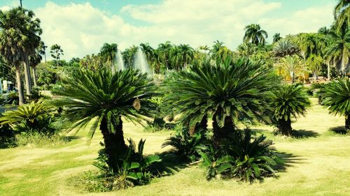 Coconut palm trees against sky