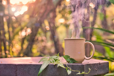 Close-up of potted plant on table