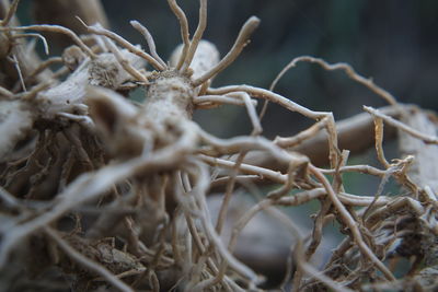 Close-up of dried plant