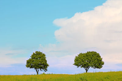 Trees on field against sky