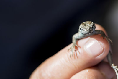 Cropped hand holding lizard