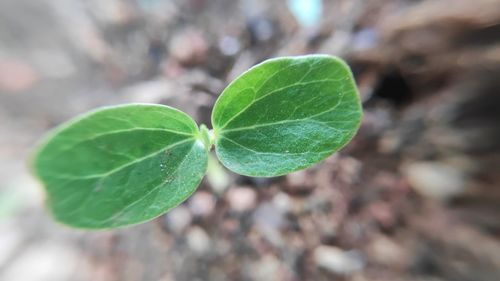 Close-up of green leaf